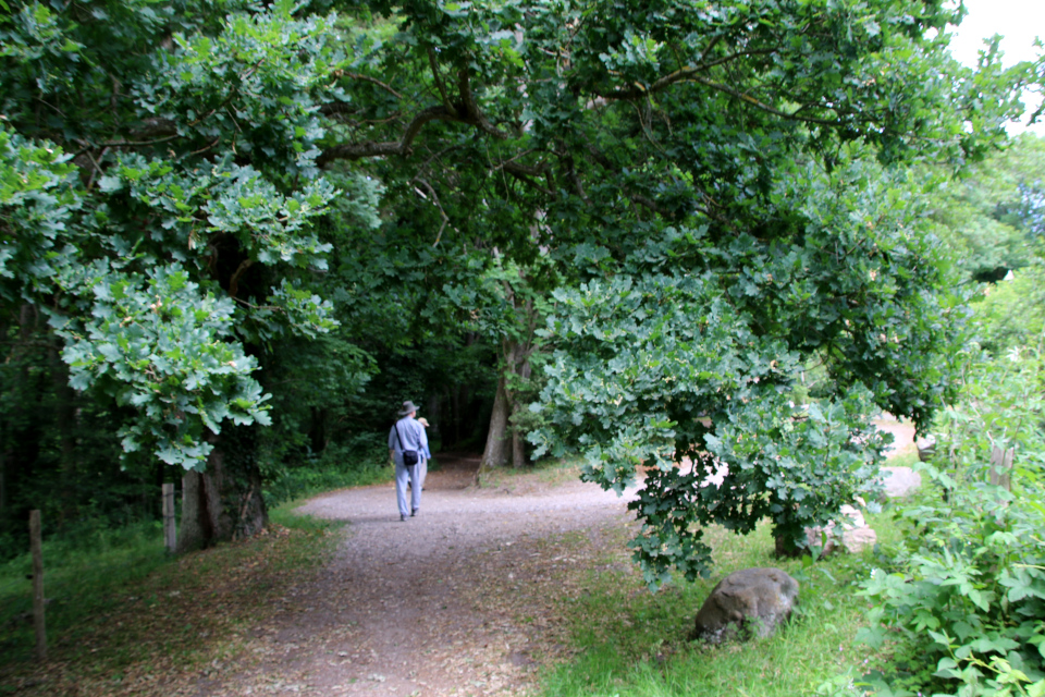 Дуб черешчатый (дат. Stilkeg, лат. Quercus robur). Фульден, Дания. 25 июня 2023 