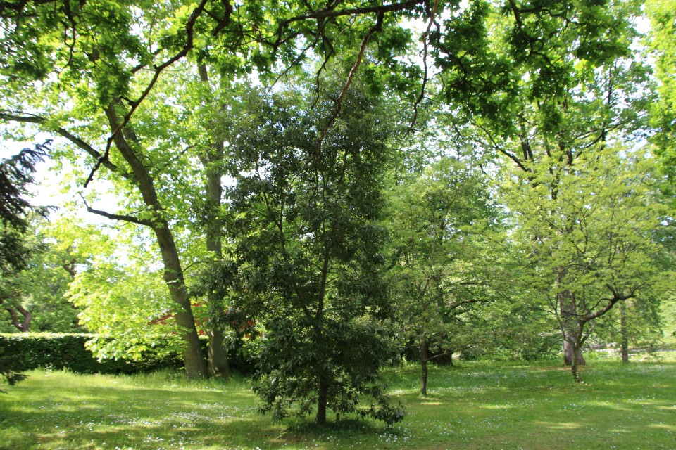 Дуб каменный (дат. Steneg, лат. Quercus ilex). Лесной ботанический сад 3 июня 2023, Орхус, Дания 