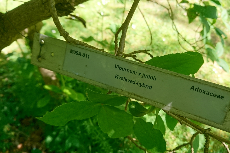 Калина Юдда (дат. Snebolle juddii, лат. Viburnum x juddii) . Лесной ботанический сад 3 июня 2023, Орхус, Дания 