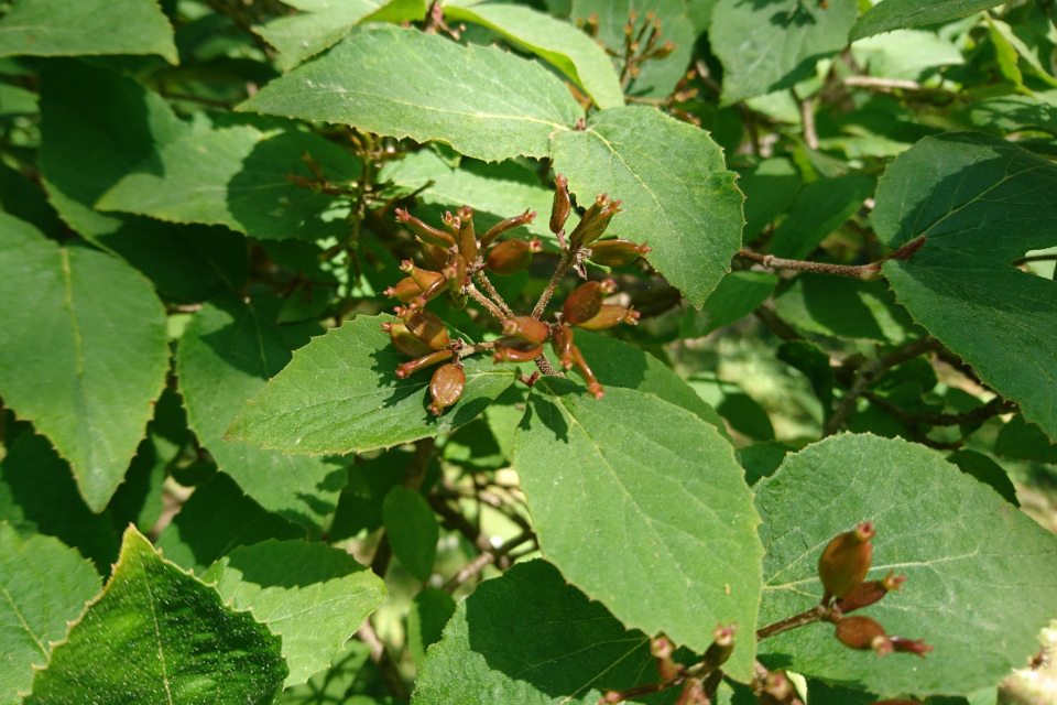 Калина Юдда (дат. Snebolle juddii, лат. Viburnum x juddii) . Лесной ботанический сад 3 июня 2023, Орхус, Дания 