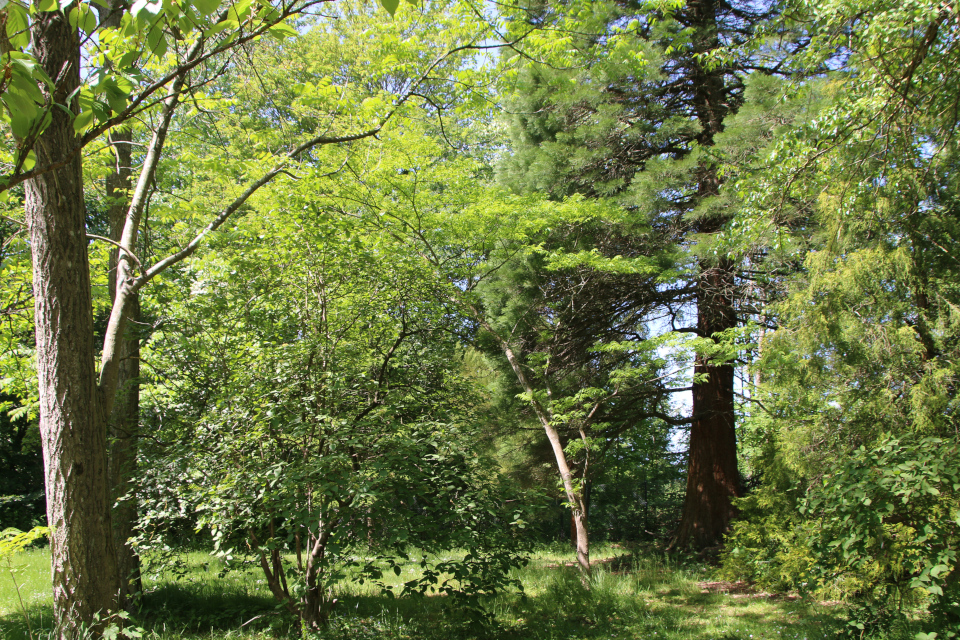 Калина гордовина (дат. Pibekvalkved, лат. Viburnum Lantana), Лесной ботанический сад 3 июня 2023, Орхус, Дания