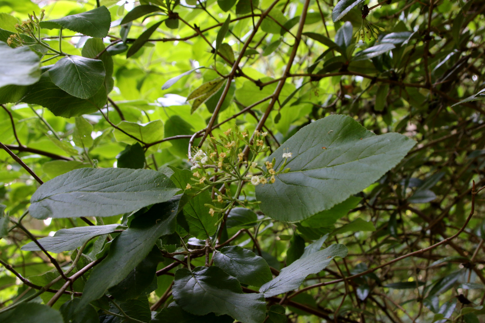 Калина гордовина (дат. Pibekvalkved, лат. Viburnum Lantana), Лесной ботанический сад 3 июня 2023, Орхус, Дания 