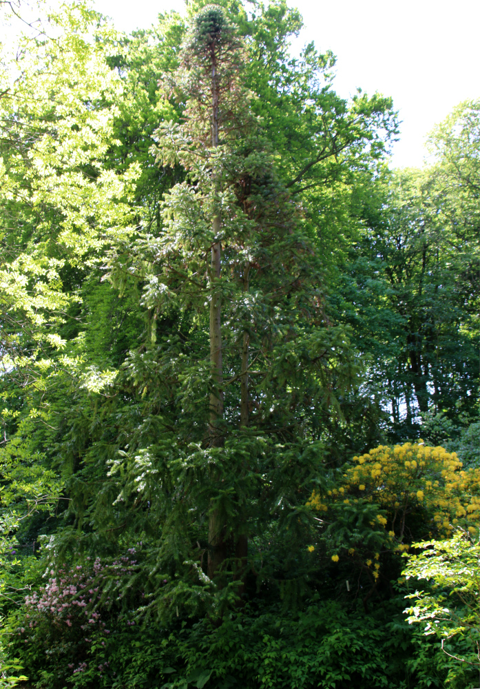 Куннингамия ланцетовидная (дат. Kinesisk Ligkistetræ, лат. Cunninghamia lanceolata). Лесной ботанический сад, Орхус, Дания. 3 июня 2023 