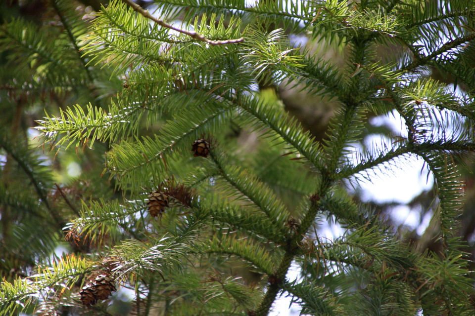 Куннингамия ланцетовидная (дат. Kinesisk Ligkistetræ, лат. Cunninghamia lanceolata). Лесной ботанический сад, Орхус, Дания. 3 июня 2023 