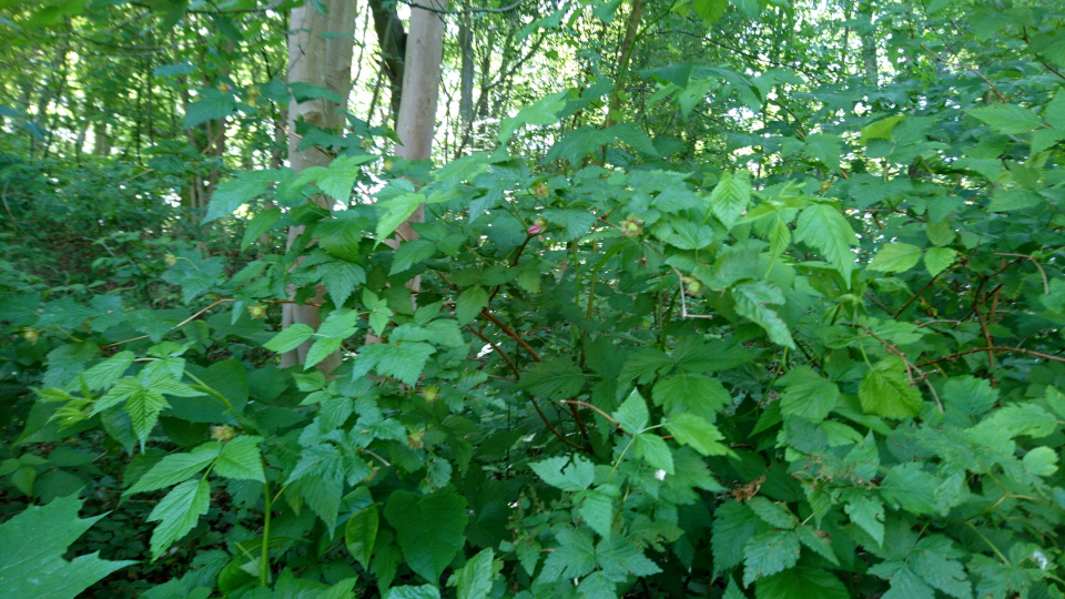 Малина превосходная (дат. Laksebær, лат. Rubus spectabilis), Лесной ботанический сад Орхус, Дания. 3 июня 2023 