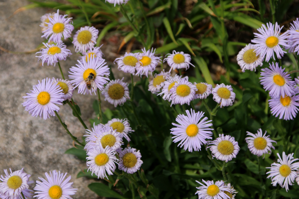 Мелколепестник голенький (лат. Erigeron glabellus, семейства Сложноцветные, Compositae). Ботанический сад Орхус 17 июня 2023, Дания 