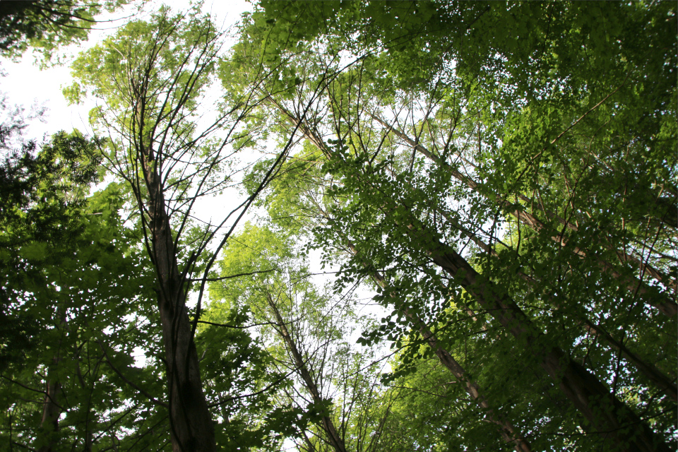 Метасеквойя (дат. Vandgran, лат. Metasequoia glyptostroboides). Лес Риссков, Орхус, Дания. 29 мая 2023 