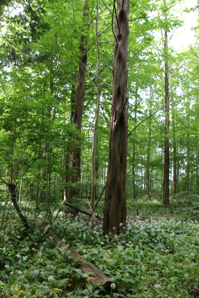 Метасеквойя (дат. Vandgran, лат. Metasequoia glyptostroboides). Лес Риссков, Орхус, Дания. 29 мая 2023 