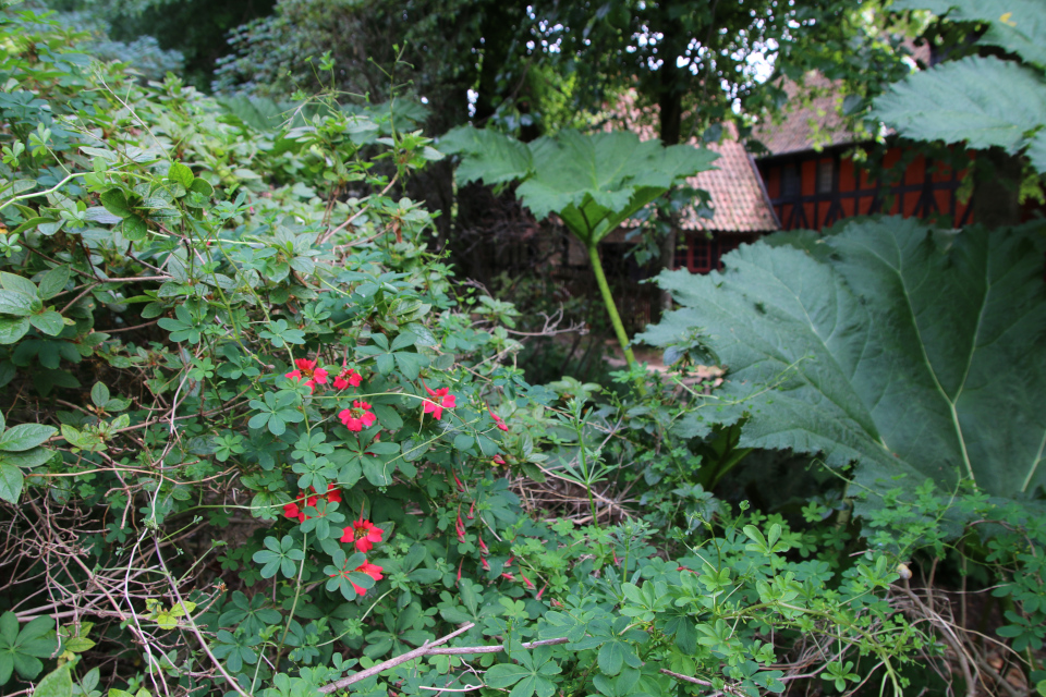 Настурция прекрасная (лат. Tropaeolum speciosum, семейство Настурциевые Tropaeolaceae). Ботанический сад Орхус 17 июня 2023, Дания 