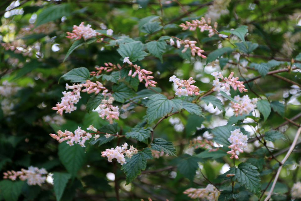 Нейлия китайская (дат. Bleg neillia, лат. Neillia sinensis). Лесной ботанический сад 3 июня 2023, Орхус, Дания 