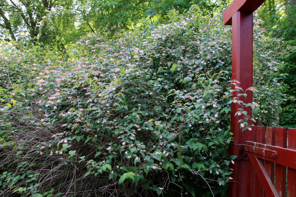 Нейлия китайская (дат. Bleg neillia, лат. Neillia sinensis). Лесной ботанический сад 3 июня 2023, Орхус, Дания 