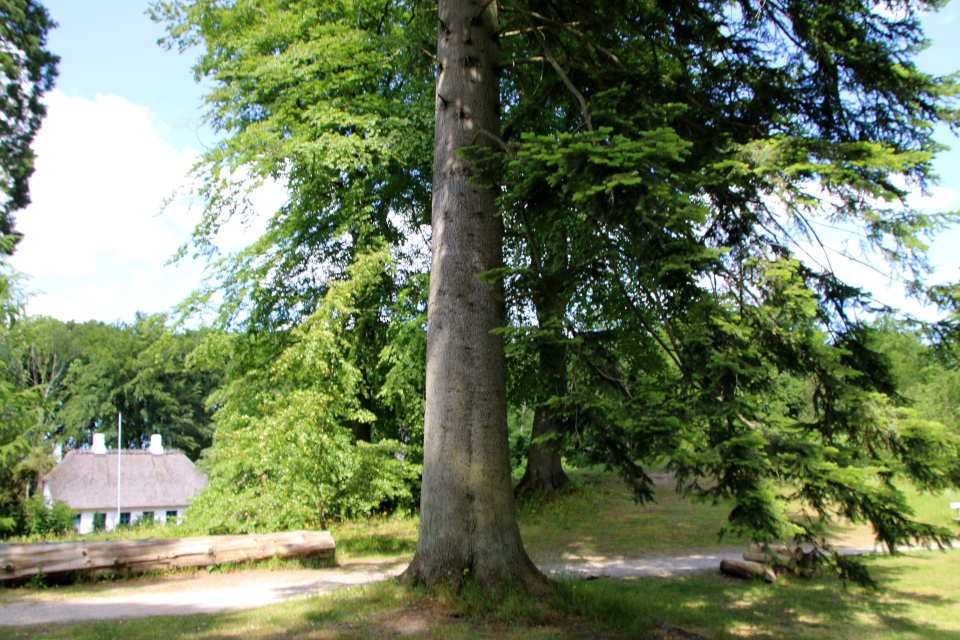 Пихта Нордмана (дат. Nordmannsgran, лат. Abies nordmanniana).Лесной ботанический сад 3 июня 2023, Орхус, Дания 