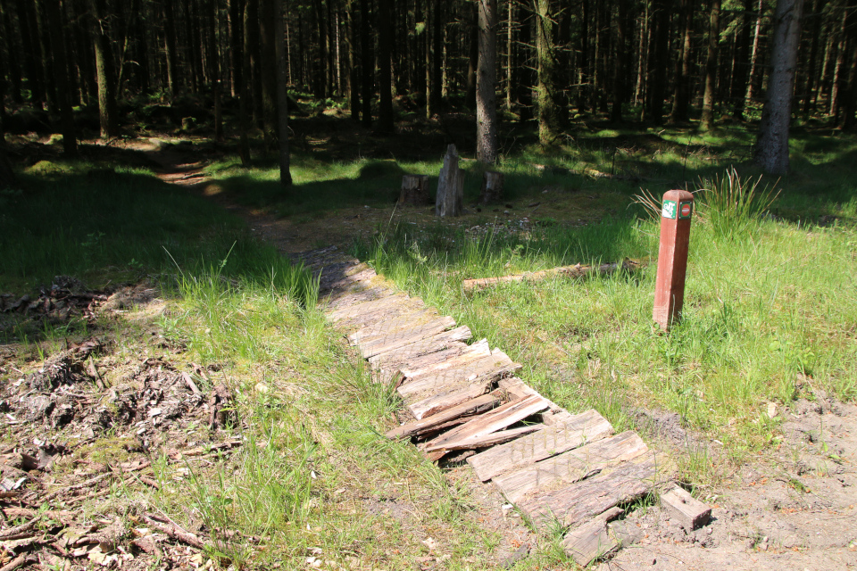 Засуха. Плантация Стендаль, Stendal Plantage, Кйеллеруп, Дания. 4 июня 2023 