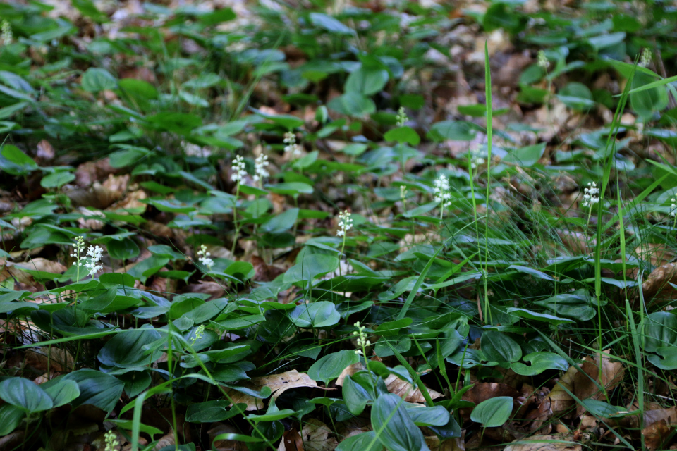 Майник двулистный (дат. Majblomst, лат. Maianthemum bifolium). Stendal Plantage, Кйеллеруп, Дания. 4 июня 2023 
