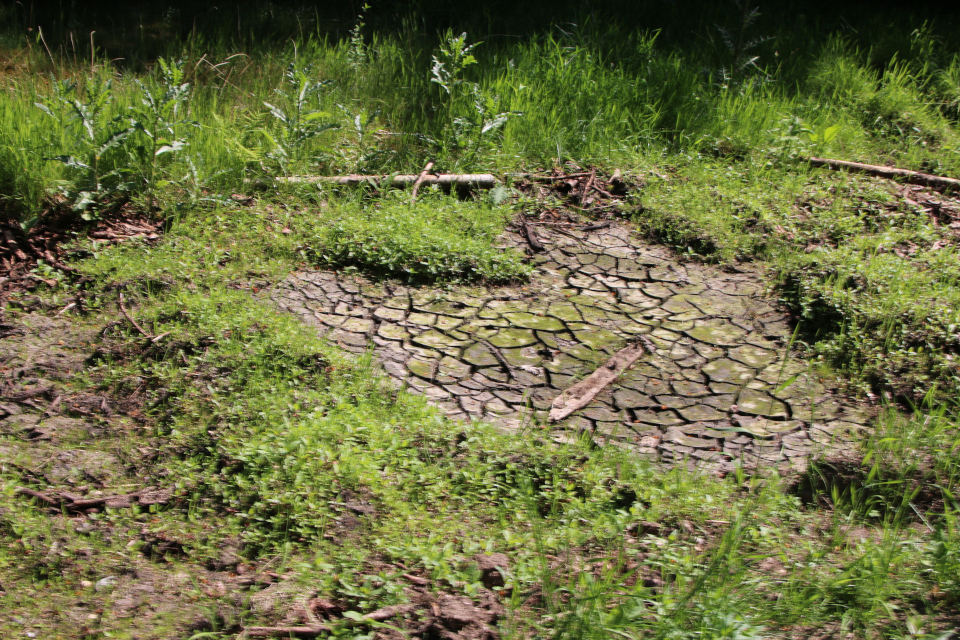 Засуха. Плантация Стендаль, Stendal Plantage, Кйеллеруп, Дания. 4 июня 2023 