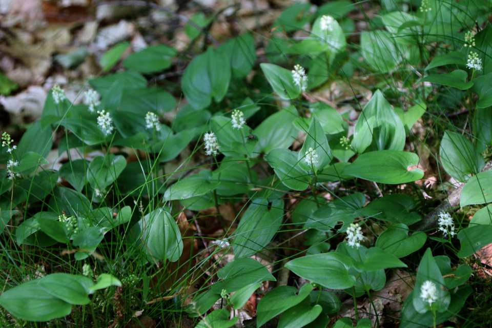 Курган. Майник двулистный (дат. Majblomst, лат. Maianthemum bifolium). Stendal Plantage, Кйеллеруп, Дания. 4 июня 2023 