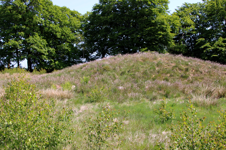 Осина (дат. Bævreasp, лат. Populus tremula). Курган, gravhøj, stendige. Плантация Стендаль, Stendal Plantage, Кйеллеруп, Дания. 4 июня 2023 