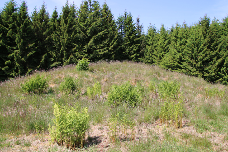 Орляк обыкновенный (дат. Ørnebregne, лат. Pteridium aquilinum). Курганы Gulhøje. Stendal Plantage, Кйеллеруп, Дания. 4 июня 2023