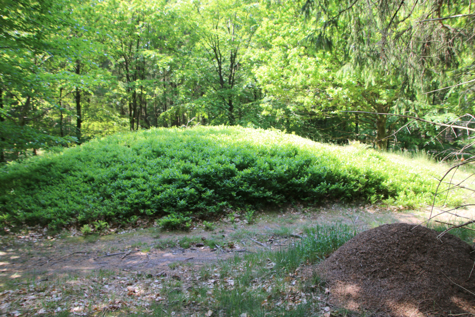 Черника обыкновенная (дат. Blåbær, лат. Vaccinium myrtillus). Stendal Plantage, Кйеллеруп, Дания. 4 июня 2023 