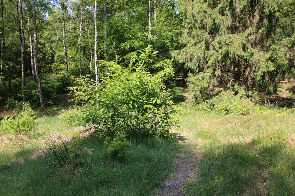 Курган. Черёмуха поздняя (дат. Glansbladet hæg, лат. Prunus serotina). Плантация Стендаль (Stendal Plantage), Кйеллеруп, Дания. 4 июня 2023 