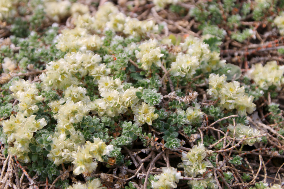 Приноготовник головчатый илил крымский (лат. Paronychia capitata, семейство Гвоздичные, Caryophyllaceae). Ботанический сад Орхус 17 июня 2023, Дания 