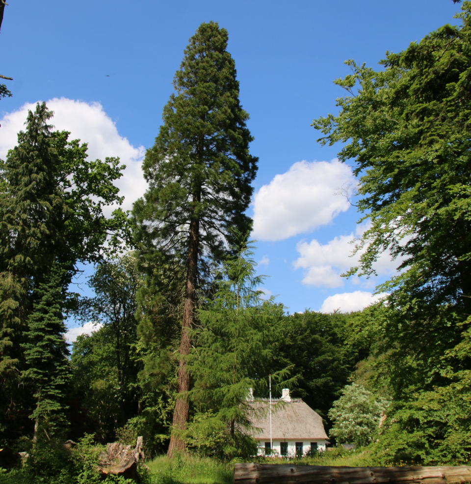 Секвойядендрон гигантский (дат. Mammuttræ, лат. Sequoiadendron giganteum). Лесной ботанический сад 3 июня 2023, Орхус, Дания 
