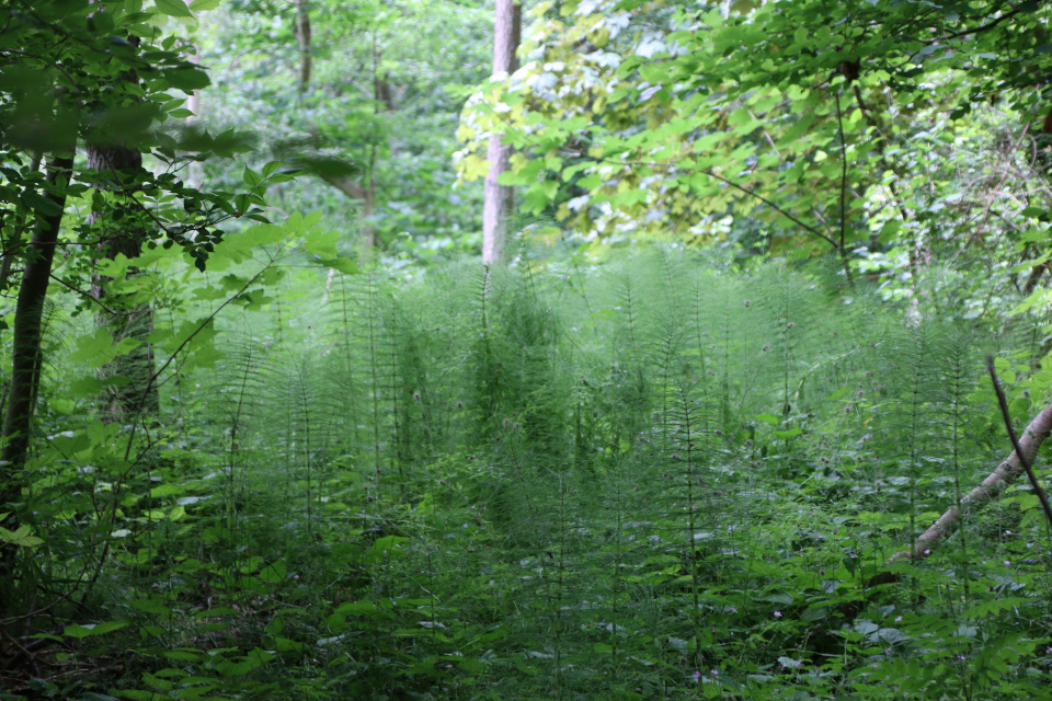 Хвощ лесной (дат. Skovpadderok, лат. Equisetum sylvaticum). Долина Фульден (Fulden dalen), Дания. 25 июня 2023 