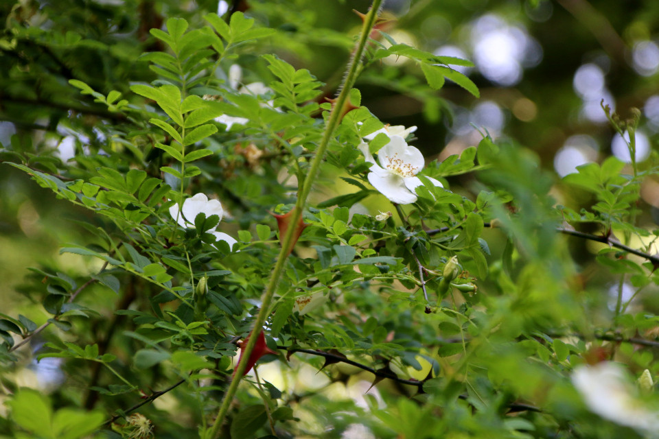 Шиповник крылатоколючковый (лат. Rosa omeiensis f. pteracantha). Лесной ботанический сад 3 июня 2023, Орхус, Дания 
