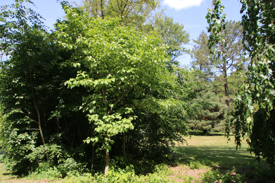 Яблоня айовская (лат. Malus ioensis). Лесной ботанический сад 3 июня 2023, Орхус, Дания 