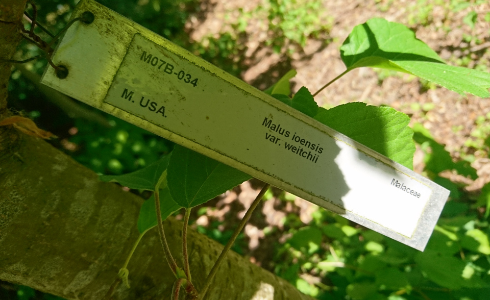 Яблоня айовская (лат. Malus ioensis). Лесной ботанический сад 3 июня 2023, Орхус, Дания 