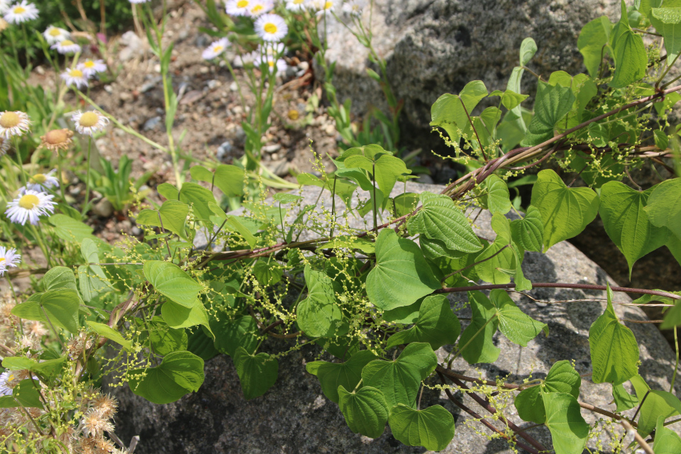 Ямс (дат. Mexicansk yams, лат. Dioscorea villosa, семейство Диоскорейные, Dioscoreaceae). Ботанический сад Орхус 17 июня 2023, Дания 