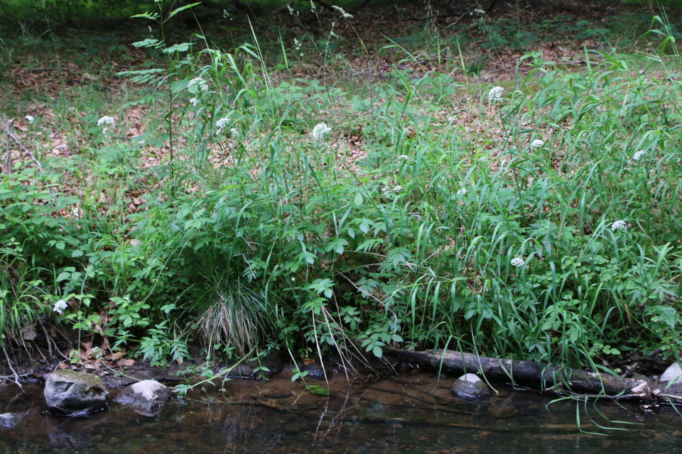 Валериана бузинолистная (дат. Hyldebladet baldrian, лат. Valeriana sambucifolia). Долина Фульден (Fulden dalen), Дания. 25 июня 2023 
