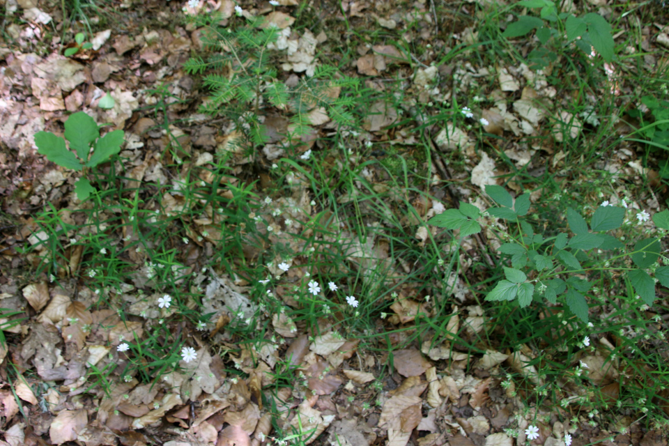 Звездчатка ланцетовидная (дат. Stor fladstjerne, лат. Stellaria holostea). Stendal Plantage, Кйеллеруп, Дания. 4 июня 2023 
