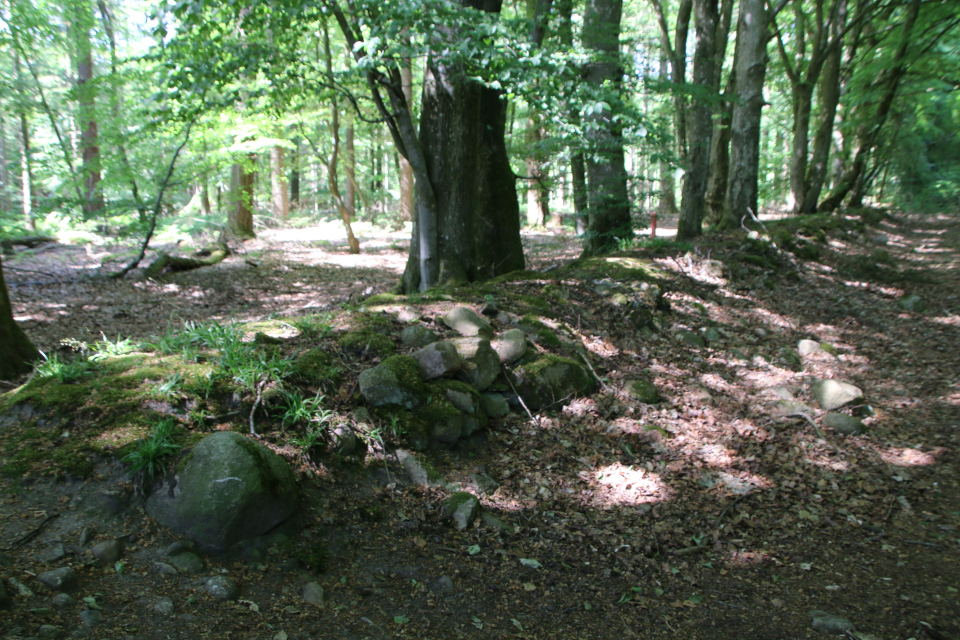 Лесная ограда, skovdige. Плантация Стендаль, Stendal Plantage, Кйеллеруп, Дания. 4 июня 2023 