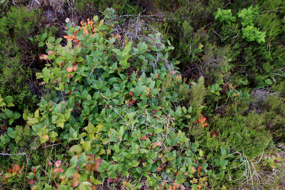 Гаультерия распростертая (лат. Gaultheria humifusa). Плантация Кэргорд, Дания. 1 июля 2023