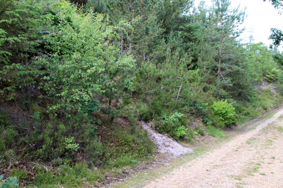 Голубика высокорослая (дат. Amerikansk Blåbær / Storfrugtet Blåbær, лат. Vaccinium corymbosum). Плантация Кэргорд, Дания. 1 июлка 2023