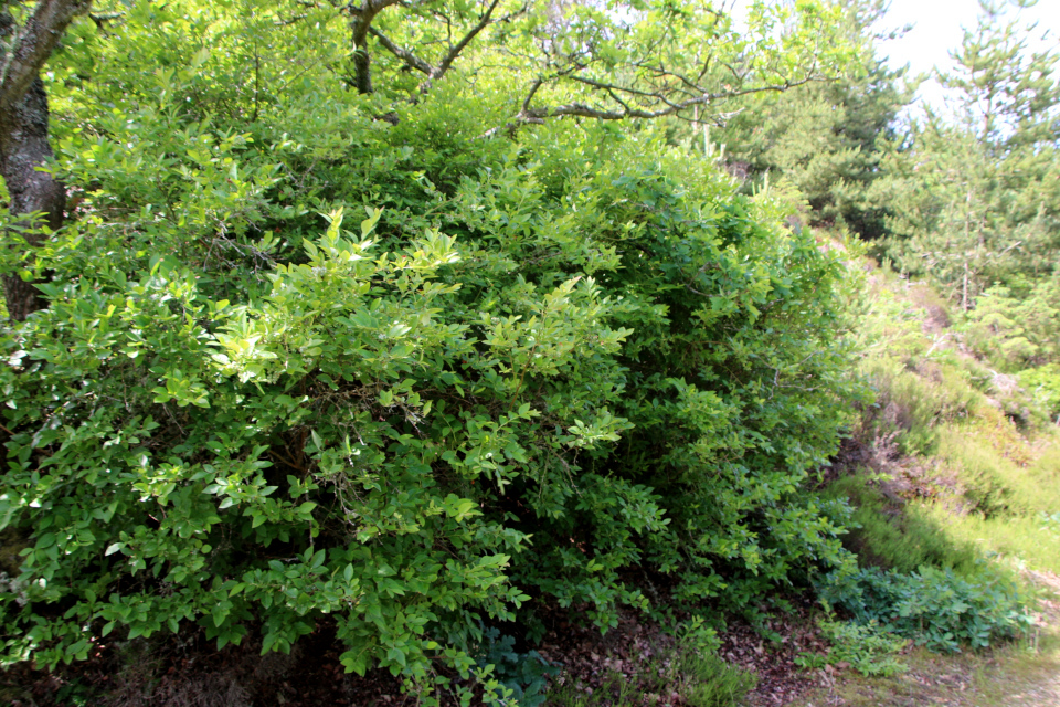 Голубика высокорослая (дат. Amerikansk Blåbær / Storfrugtet Blåbær, лат. Vaccinium corymbosum). Плантация Кэргорд, Дания. 1 июлка 2023