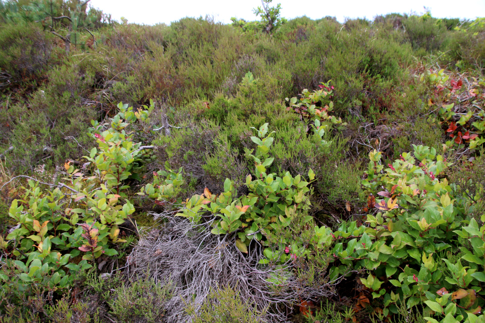 Гаультерия распростертая (лат. Gaultheria humifusa). Плантация Кэргорд, Дания. 1 июля 2023