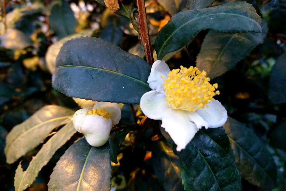 Чайный куст, или камелия китайская (лат. Camellia sinensis), ботанический сад Орхус, Дания. 22 октября 2019