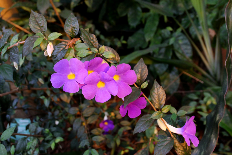 Thunbergia erecta, 1 ноября 2021, ботанический сад Орхус, Дания