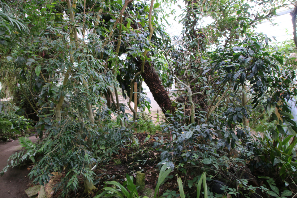 Камелия Тсаи (лат. Camellia tsaii Hu) и Чайный куст, или камелия китайская (лат. Camellia sinensis), ботанический сад Орхус, Дания. 6 октября 2023