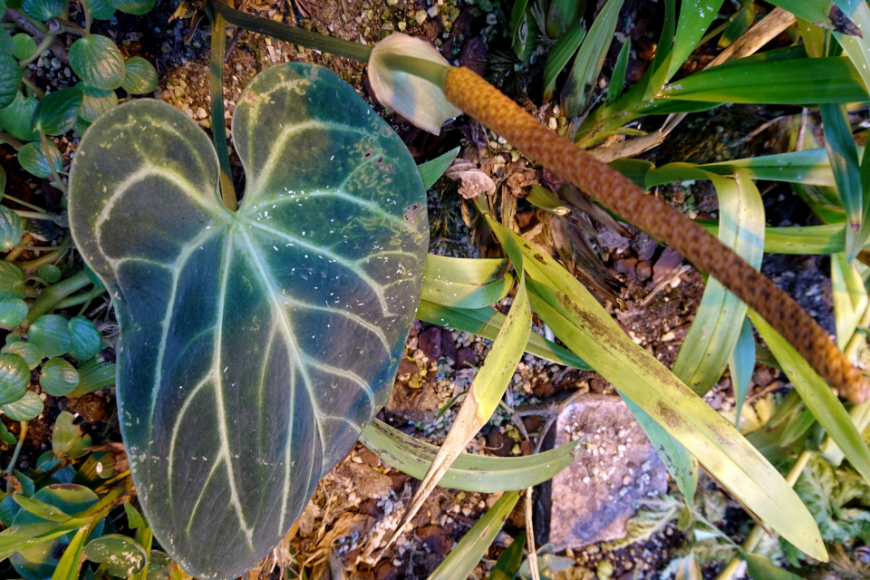 Антуриум Хрустальный (лат. Anthurium Crystallinum, Linden & André)