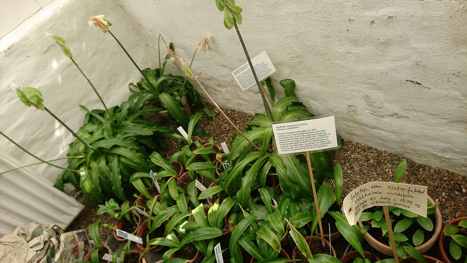 Вельтгеймия прицветниковая (дат. Juletop, лат. Veltheimia bracteata, Harv. ex Baker)