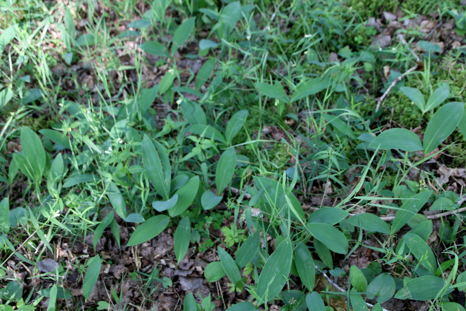 Ландыш майский, Convallaria majalis. Плантация Стросё, Stråsø plantage 
