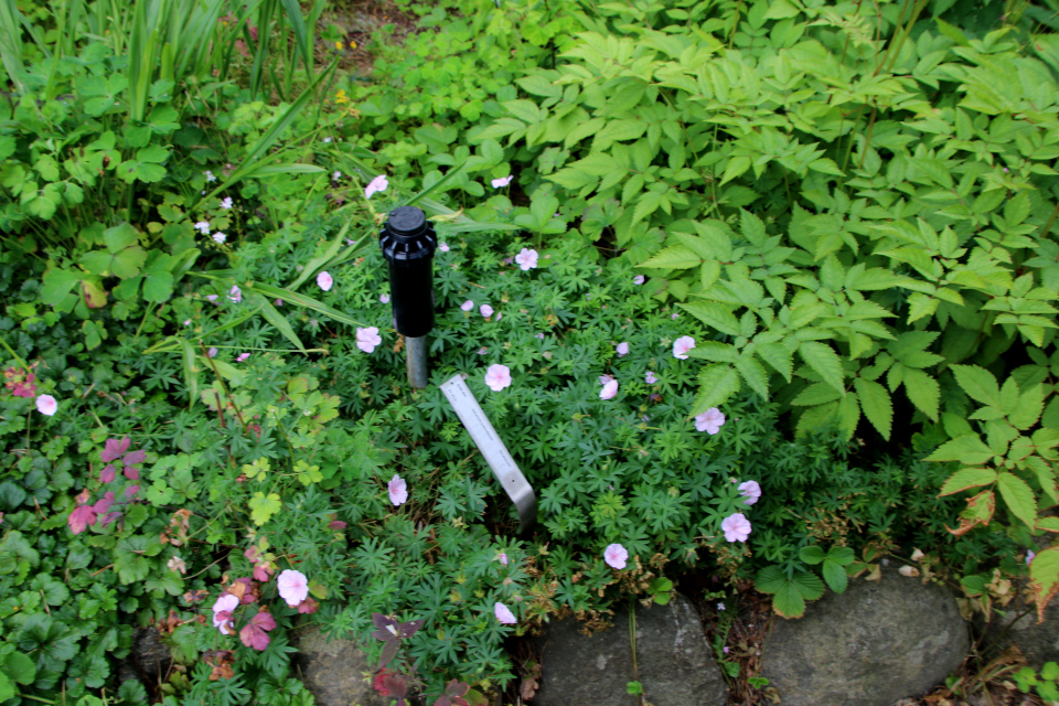 Герань Пилзовского (Geranium pylzowianum Maxim.)