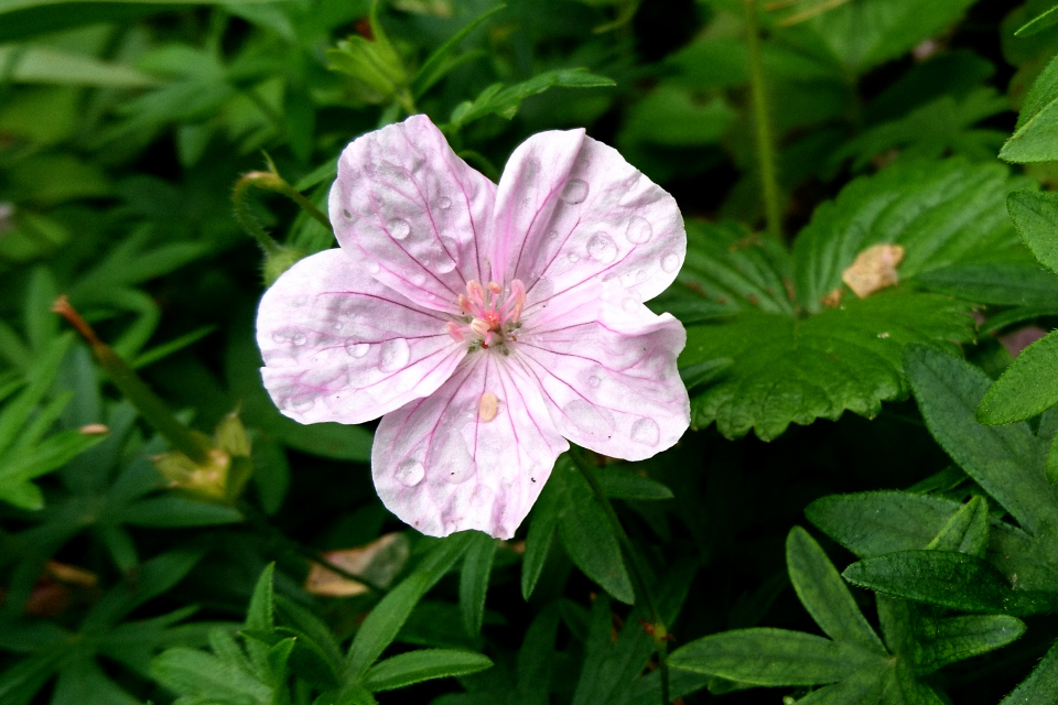 Герань Пилзовского (Geranium pylzowianum Maxim.)