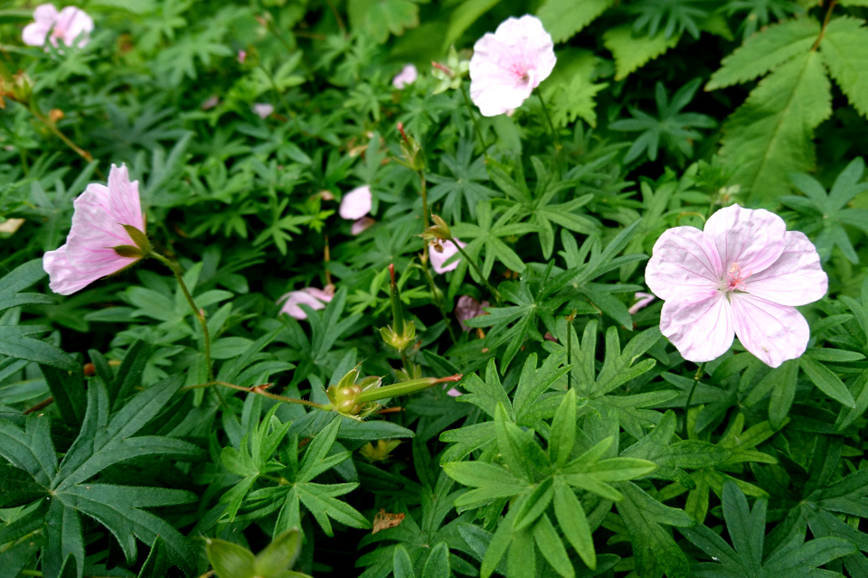 Герань Пилзовского (Geranium pylzowianum Maxim.)