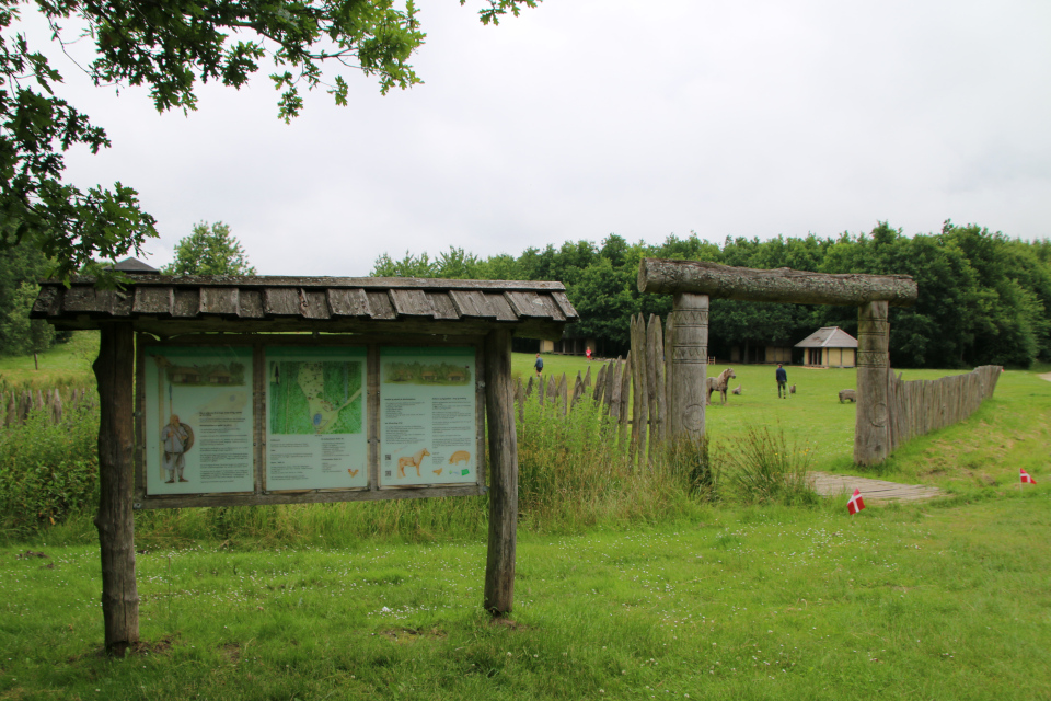 В лесу Лисбьерг, Дания. 30 июня 2024