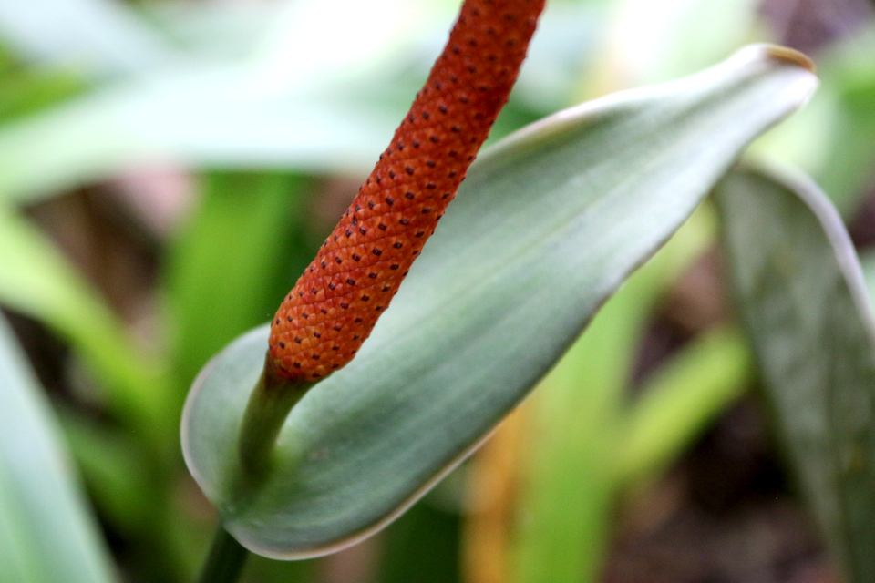 Антуриум Хрустальный (лат. Anthurium Crystallinum, Linden & André)