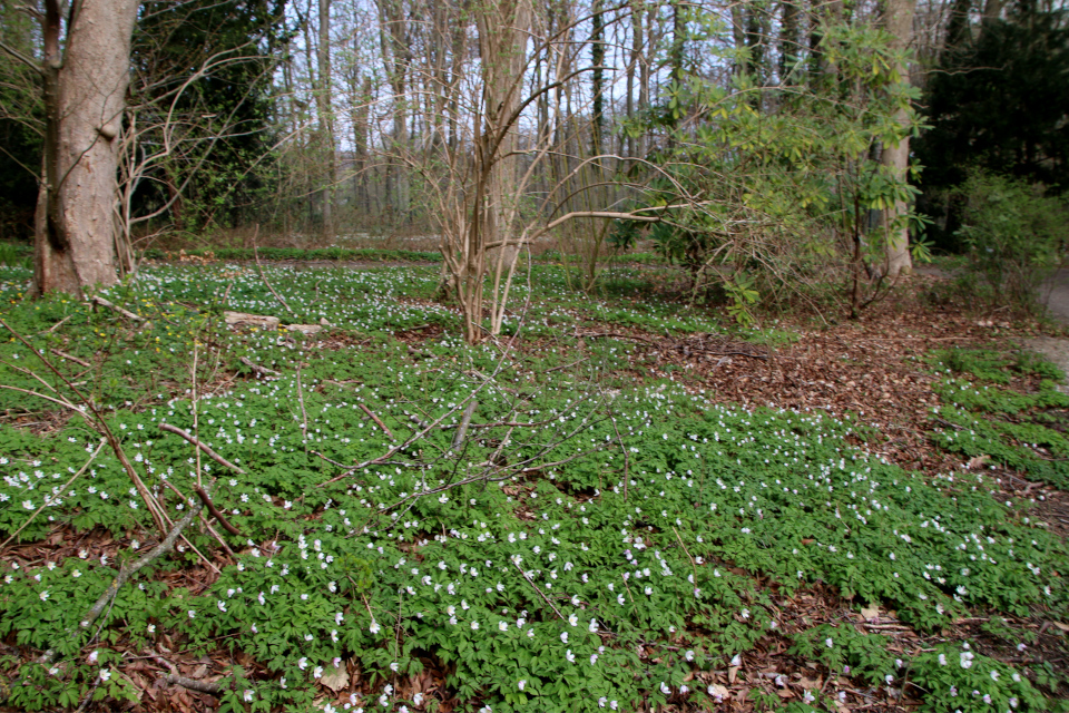 Ветреница дубравная (дат. Hvid anemone, лат. Anemone nemorosa)